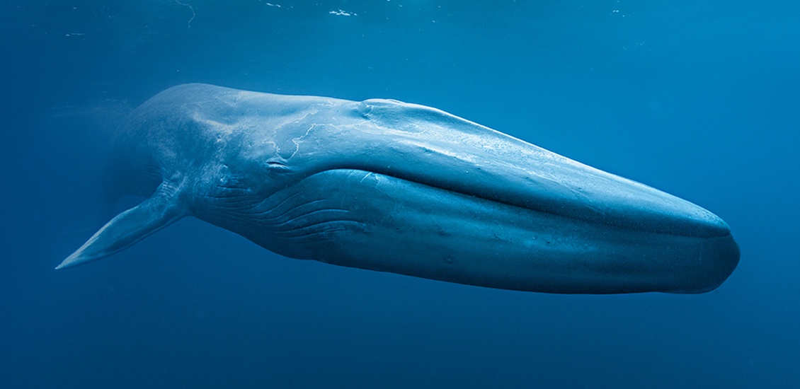 Blue whale
