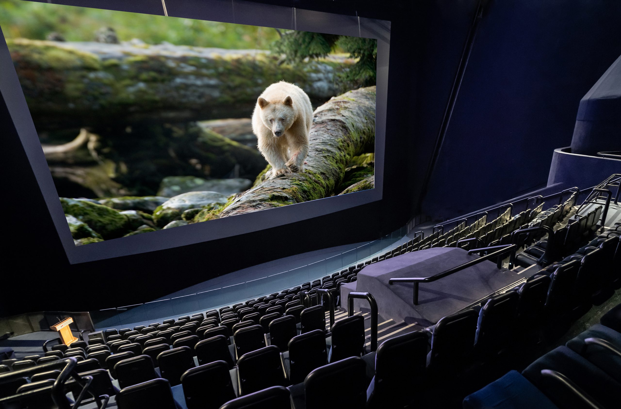 A bear featured on a film screen